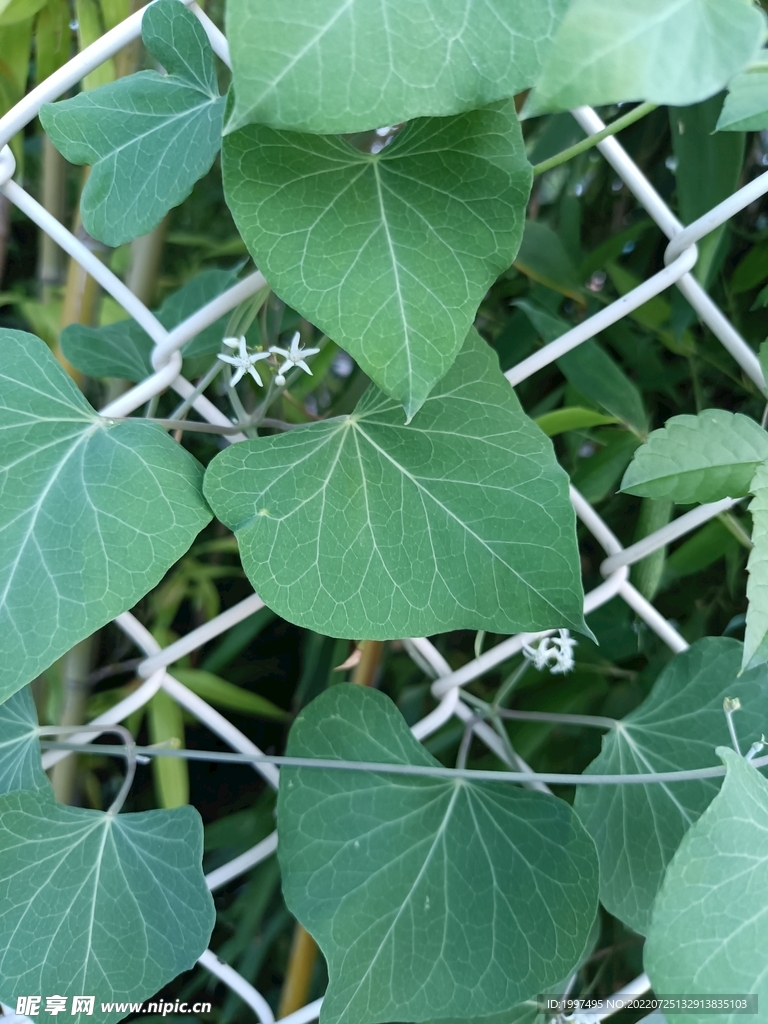 爬藤植物