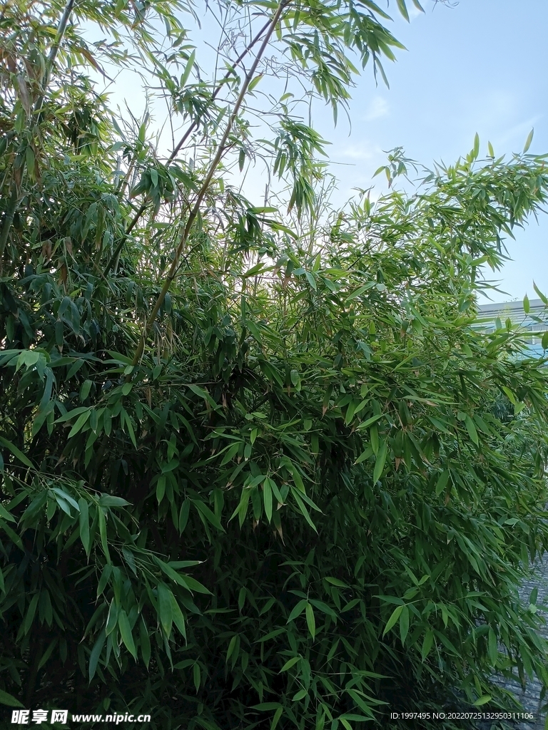 竹子  翠竹
