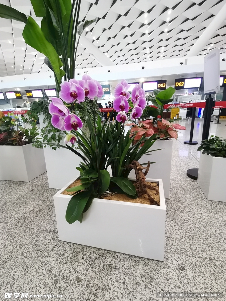 花卉景观