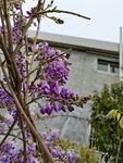蓝花楹