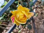 月季花  