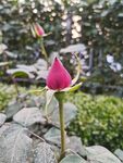 月季花  