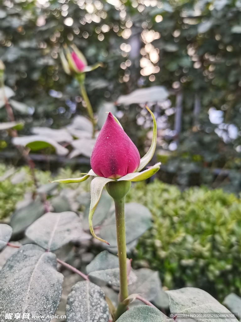 月季花  