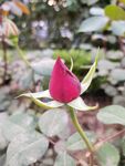 月季花 