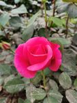 月季花 