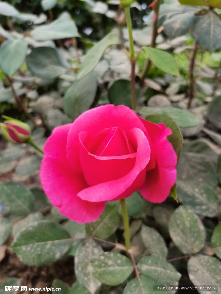 月季花 