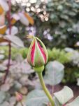 月季花  