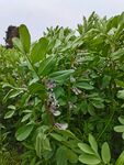 蚕豆花