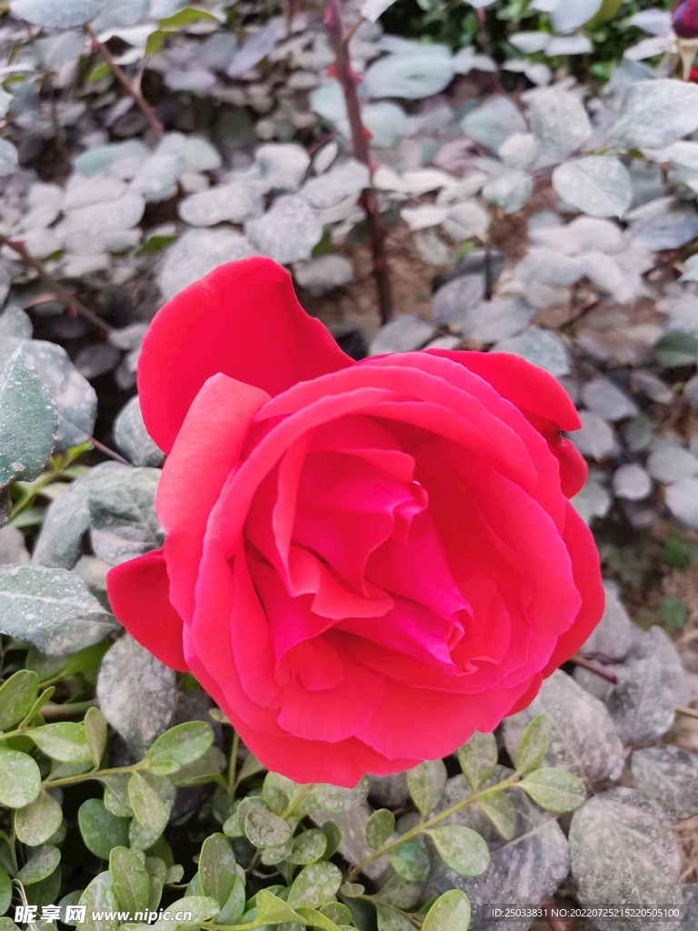 月季花  