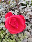 月季花 