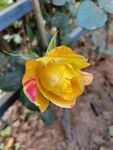 月季花 