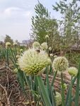 白色洋葱花