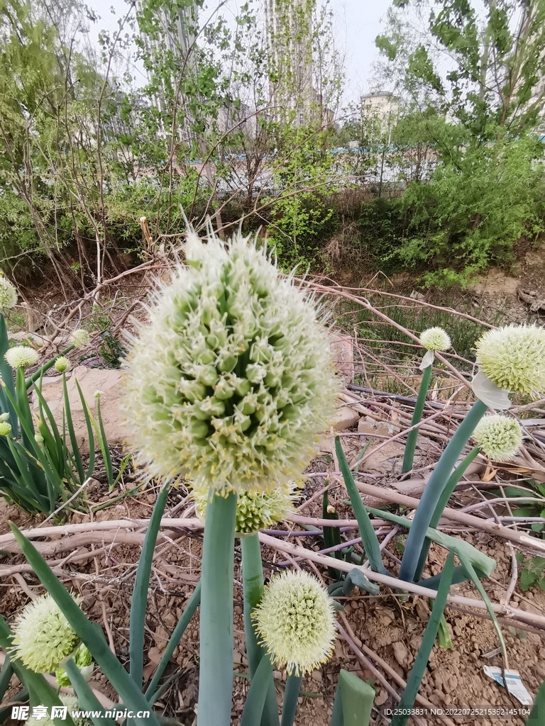 白色洋葱花