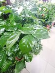 黄伞枫