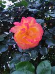 月季花  