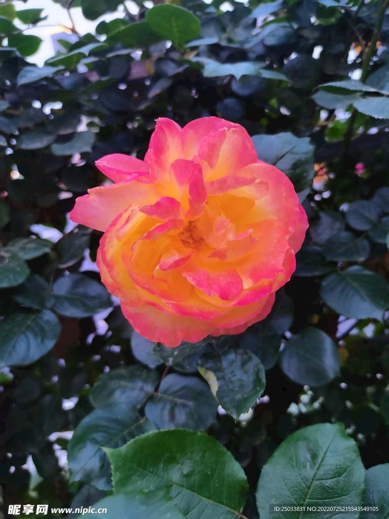 月季花  