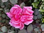 月季花