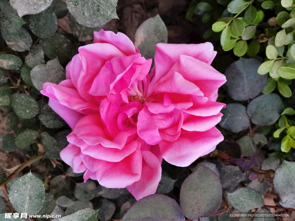 月季花