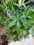 梁王茶