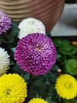 金盏菊