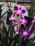 石斛花  