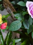 月季花叶子