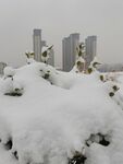 雪景 