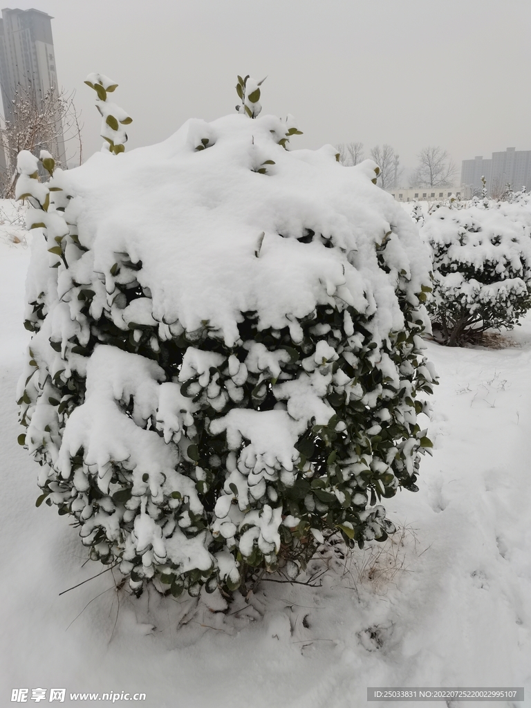 冬雪