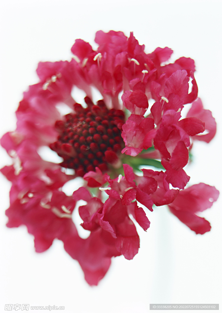 花卉
