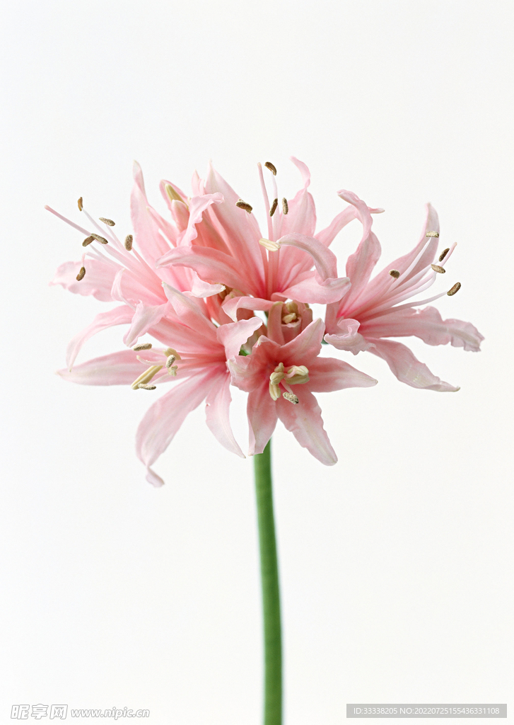 花卉