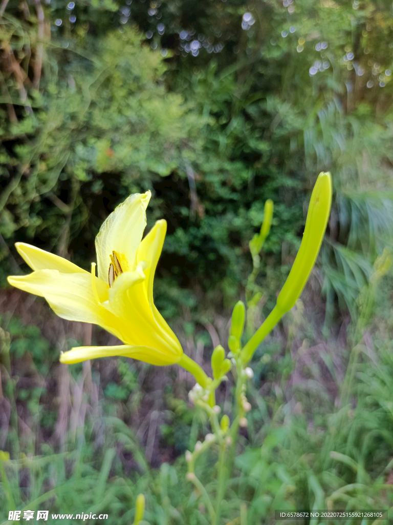 黄花菜