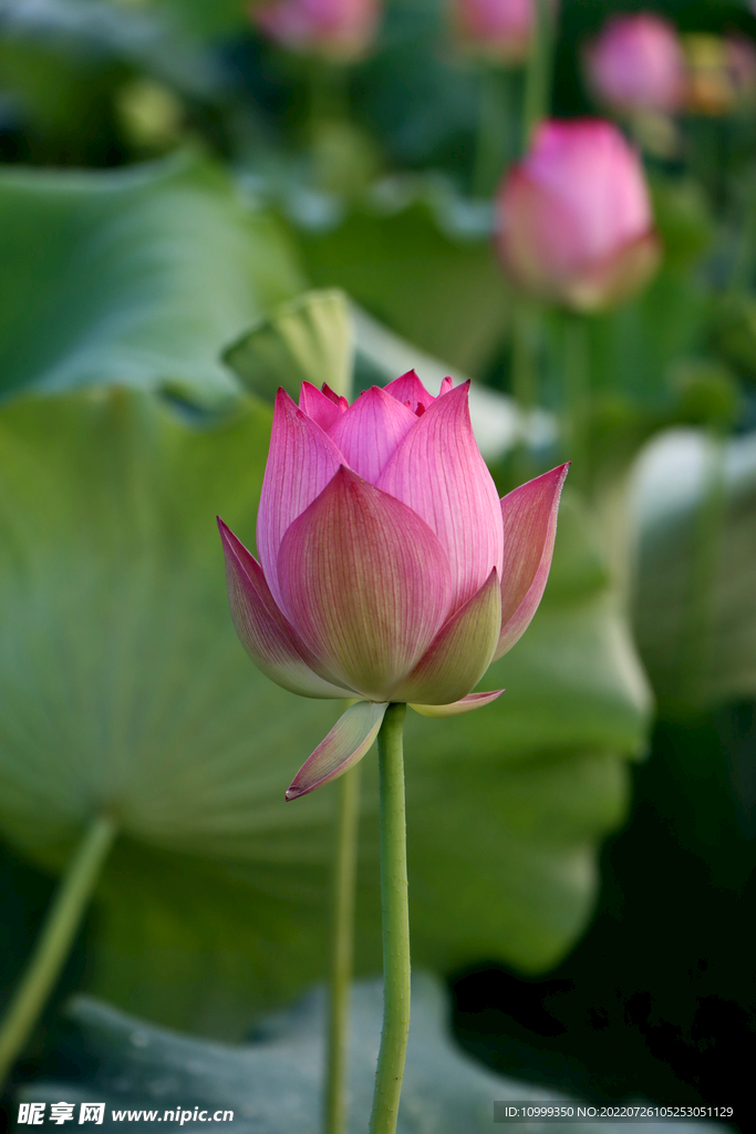 荷花花苞花蕾