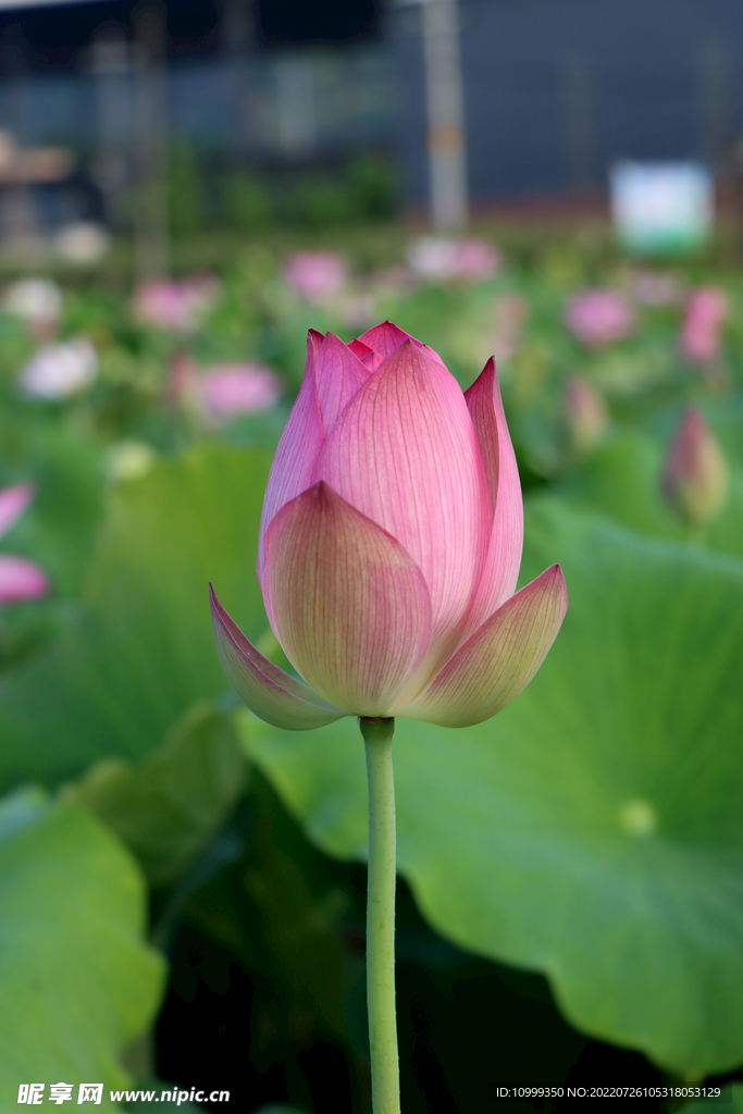 荷花花苞花蕾