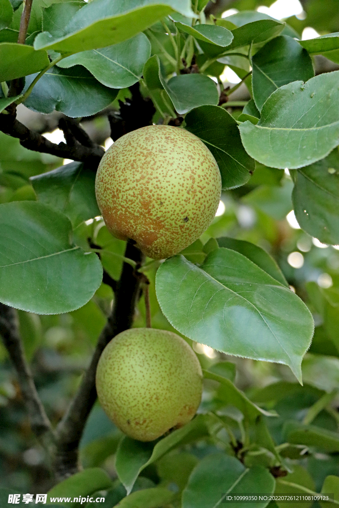 桂花梨