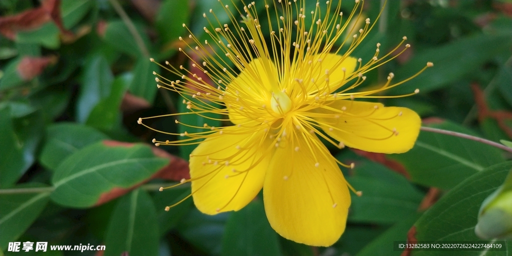 金丝桃花