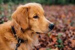 金毛犬
