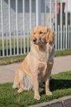 金毛犬