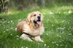 金毛犬