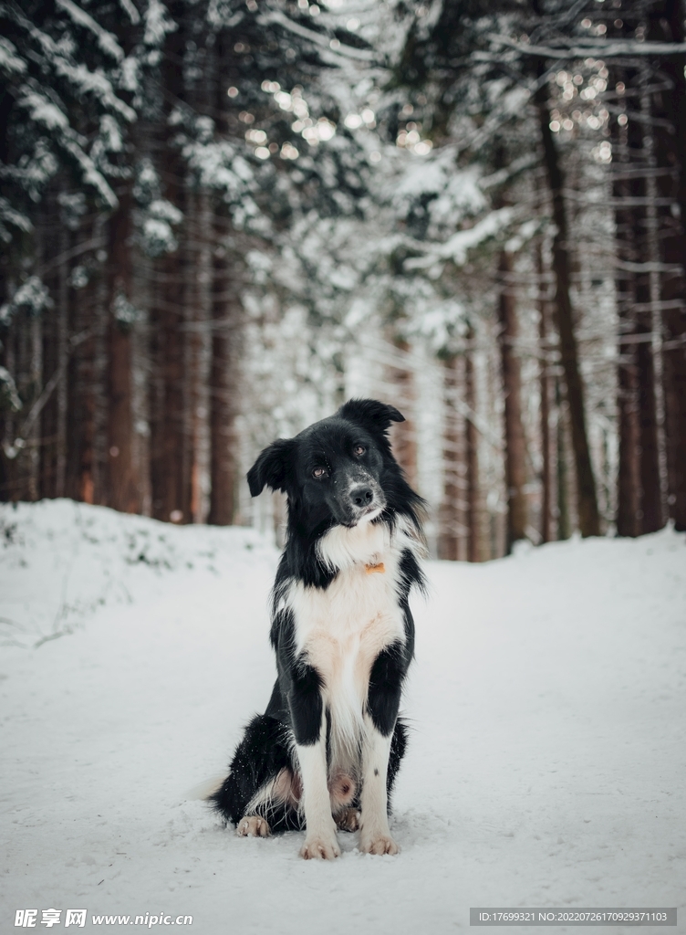 瑞士伯恩山犬