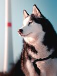 阿拉斯加犬
