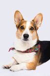 柯基犬