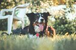 瑞士伯恩山犬