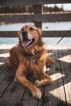 金毛犬