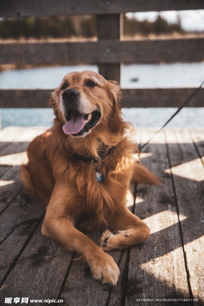 金毛犬