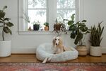 阿富汗猎犬