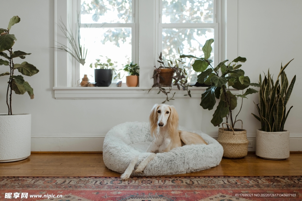 阿富汗猎犬