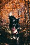 瑞士伯恩山犬