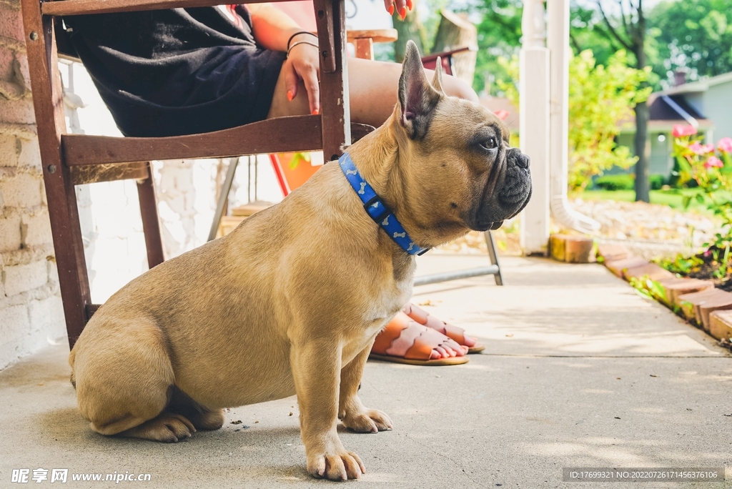 法斗犬