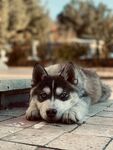 阿拉斯加犬