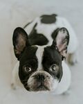 法斗犬